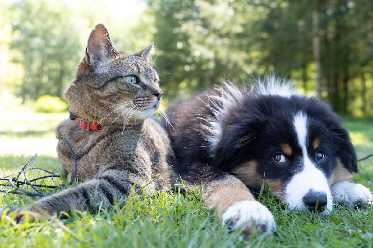 Smart Pet Feeder